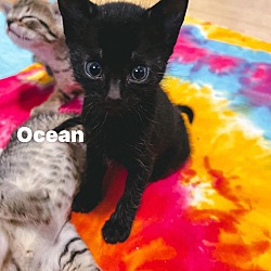 Thumbnail photo of Ocean #2