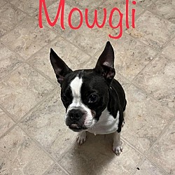 Photo of Mowgli