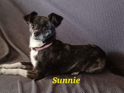 Photo of Sunnie