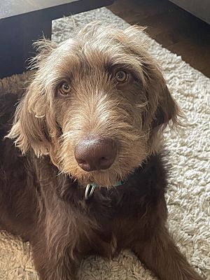 Smithfield, NC - Labradoodle. Meet Ruby a Pet for Adoption - AdoptaPet.com