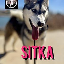 Thumbnail photo of Sitka Ark the cat friendly girl #1