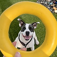 adopt a pet