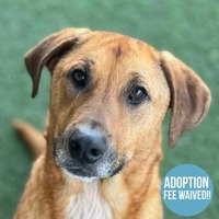 adopt a pet