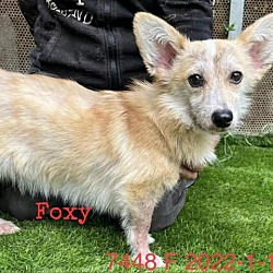 Photo of Foxy 7448
