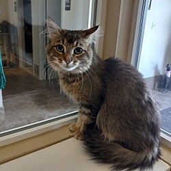 Photo of Cream Puff