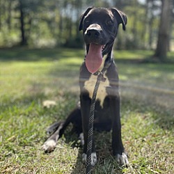 Photo of Raven 082801M