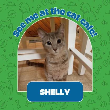 Thumbnail photo of Sheldon 'Shelly' #1