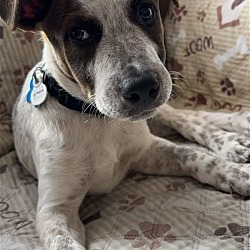 Photo of Boba Vacation Foster Needed May 15-16