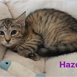 Photo of Hazel