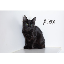 Thumbnail photo of Alex #1