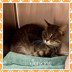 Thumbnail photo of JENKINS #1