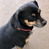 adopt-pet