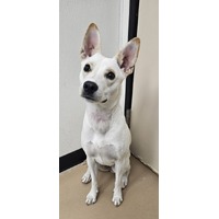 adopt-pet
