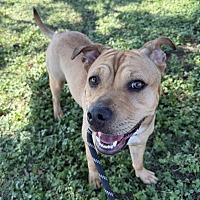 ACADIA - American Pit Bull Terrier available for adoption