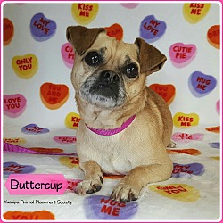 Thumbnail photo of Buttercup #1
