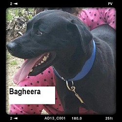 Thumbnail photo of Bagheera - no longer accepting #1
