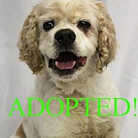 cocker spaniel adoption center