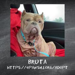 Thumbnail photo of Bruta #1