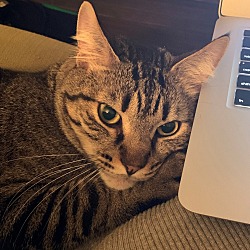Photo of Chips