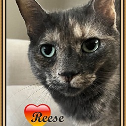 Thumbnail photo of REESE #2