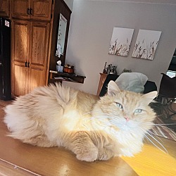 Photo of Pumpkin 