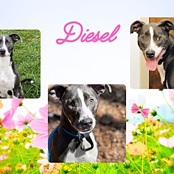 Thumbnail photo of Diesel #3