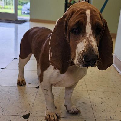 Aurora, IL - Basset Hound. Meet Molly a Pet for Adoption - AdoptaPet.com