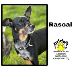Photo of Rascal