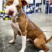 adopt a pet