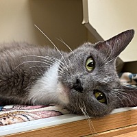 adopt a pet