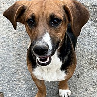 adopt a pet