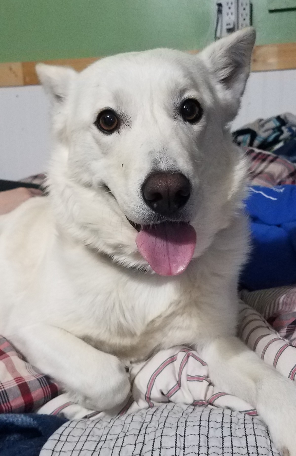 Adopt Snow a White German Shepherd Dog / American Eskimo Dog / Mixed dog in Jay | White Female