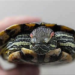 Photo of Turtleclese
