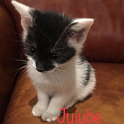 Thumbnail photo of Jujube #2