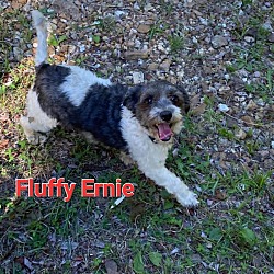 Photo of Fluffy Ernie