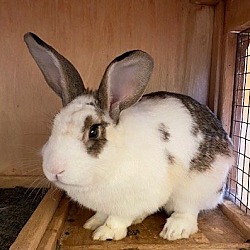 Photo of Harpo