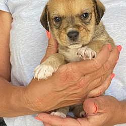 Thumbnail photo of Terrier mix puppies (male) #2