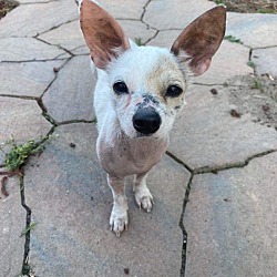 Photo of D-Clarice
