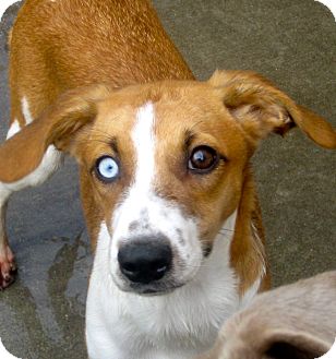 australian shepherd beagle mix www pixshark com images australian shepherd beagle mix www pixshark com images