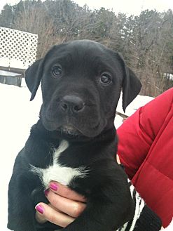 Droll Golden Retriever Black Lab Pitbull Mix