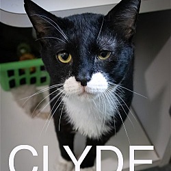 Photo of Clyde (FCID# 05/01/2024 - 22)