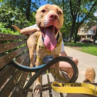 adopt a pet