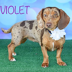 Thumbnail photo of Violet #4
