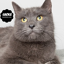 Thumbnail photo of Smokie @ PetSmart, Canton #1