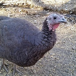 Thumbnail photo of 11 Turkeys #2