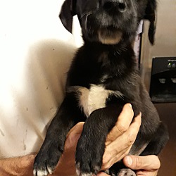 Thumbnail photo of Midnight-adoption pending #3