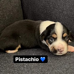 Photo of Pistachio