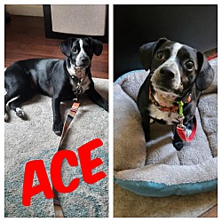 Photo of Ace