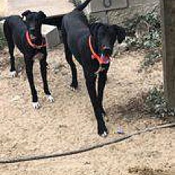 Thumbnail photo of GREAT DANE PUPPIES #4