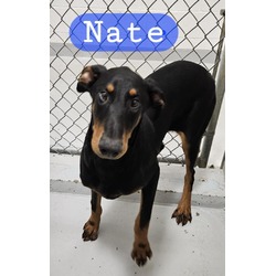 Photo of NATE